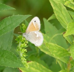 Coenonympha california