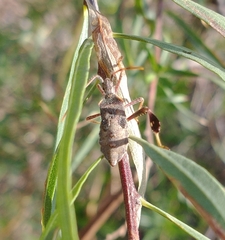 Leptoglossus oppositus
