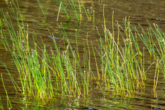 Eleocharis palustris