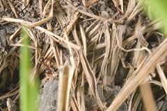 Tetramorium