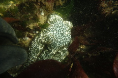 Evasterias troschelii