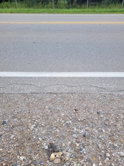 Chrysemys picta marginata