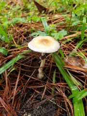 Psilocybe cubensis