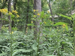Verbesina alternifolia