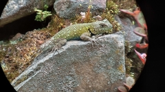 Sceloporus malachiticus