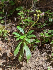 Chimaphila umbellata