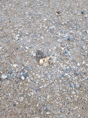 Chrysemys picta marginata