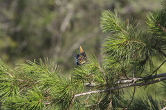 Limenitis arthemis arizonensis