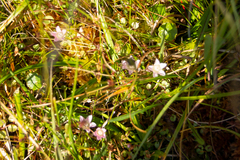 Lysimachia tenella