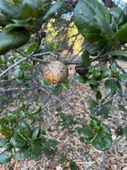 Amphibolips quercuspomiformis