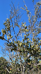 Cercocarpus betuloides