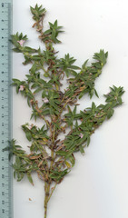 Hexasepalum apiculatum