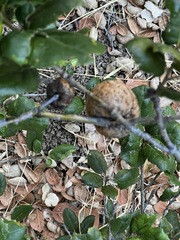 Amphibolips quercuspomiformis