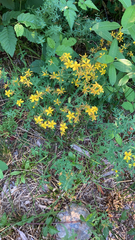 Hypericum perforatum