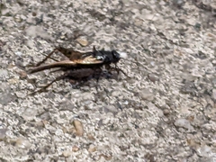 Eunemobius carolinus