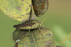 Schistocerca obscura