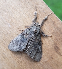 Dasychira vagans