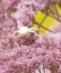 Misumena vatia