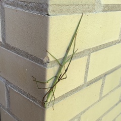 Diapheromera femorata