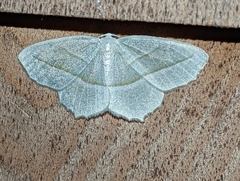 Campaea perlata