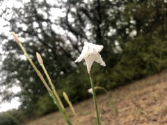 Zephyranthes chlorosolen