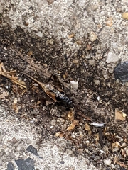 Eunemobius carolinus