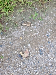 Chrysemys picta marginata