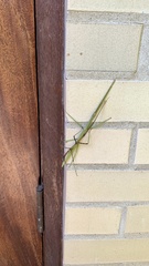 Diapheromera femorata