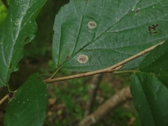 Cameraria hamameliella