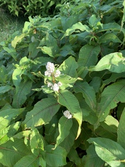 Koenigia polystachya