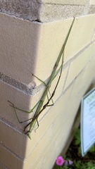 Diapheromera femorata