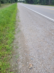 Chrysemys picta marginata