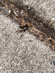 Eunemobius carolinus