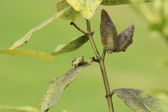 Schistocerca obscura