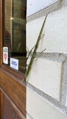 Diapheromera femorata