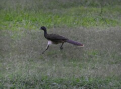 Ortalis poliocephala