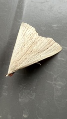 Macrochilo louisiana