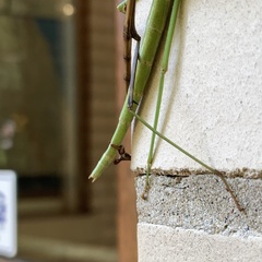 Diapheromera femorata