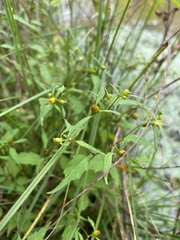 Bidens connata