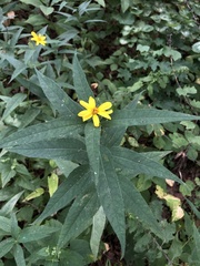 Helianthus strumosus