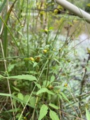 Bidens connata