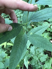 Helianthus strumosus
