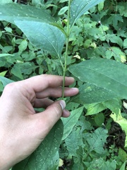 Helianthus strumosus