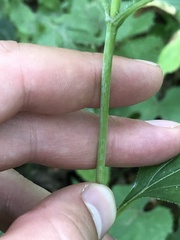 Helianthus strumosus