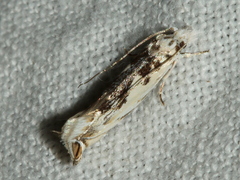 Erechthias mystacinella