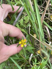 Bidens connata