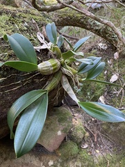 Dendrobium speciosum