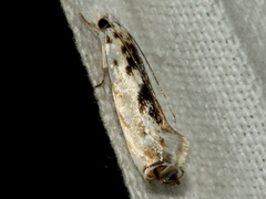Erechthias mystacinella