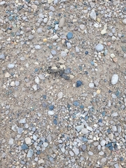 Chrysemys picta marginata