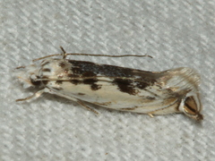 Erechthias mystacinella
